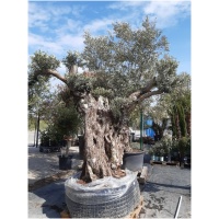 OLEA EUROPAEA