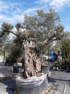 OLEA EUROPAEA