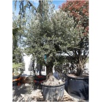 OLEA EUROPAEA - 230 l