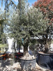 OLEA EUROPAEA - 230 l