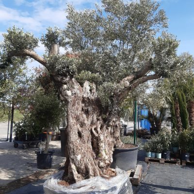 OLEA EUROPAEA