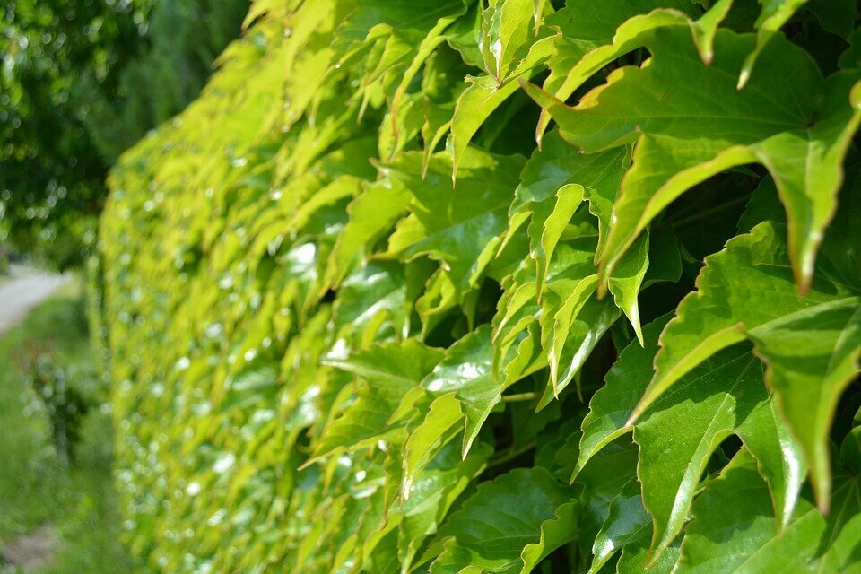 PARTHENOCISSUS QUINQUEFOLIA