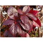 PARTHENOCISSUS TRICUSPIDATA ´VEITCHII´