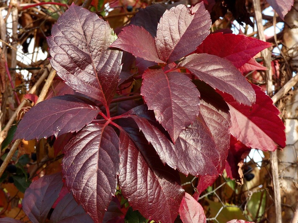 PARTHENOCISSUS TRICUSPIDATA ´VEITCHII´