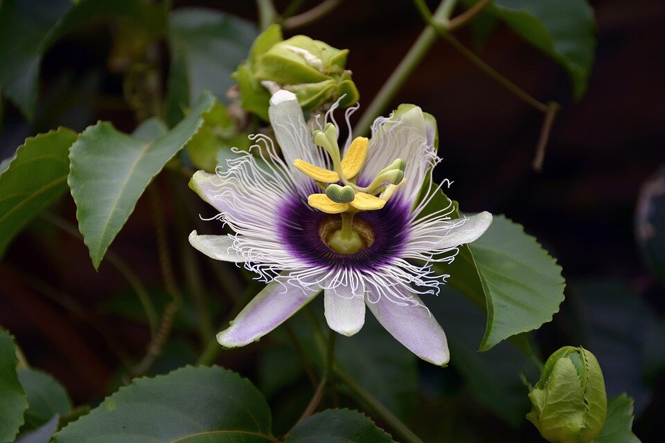 PASSIFLORA CAERULEA ´PURPLE RAIN´