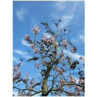 PAULOWNIA TOMENTOSA