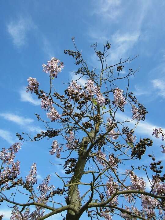 PAULOWNIA TOMENTOSA