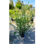 PHILLYREA ANGUSTIFOLIA
