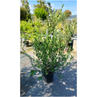 PHILLYREA ANGUSTIFOLIA