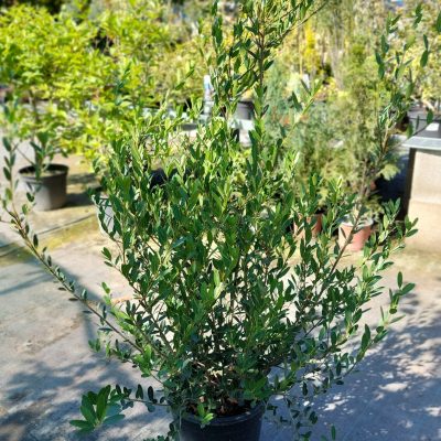 PHILLYREA ANGUSTIFOLIA