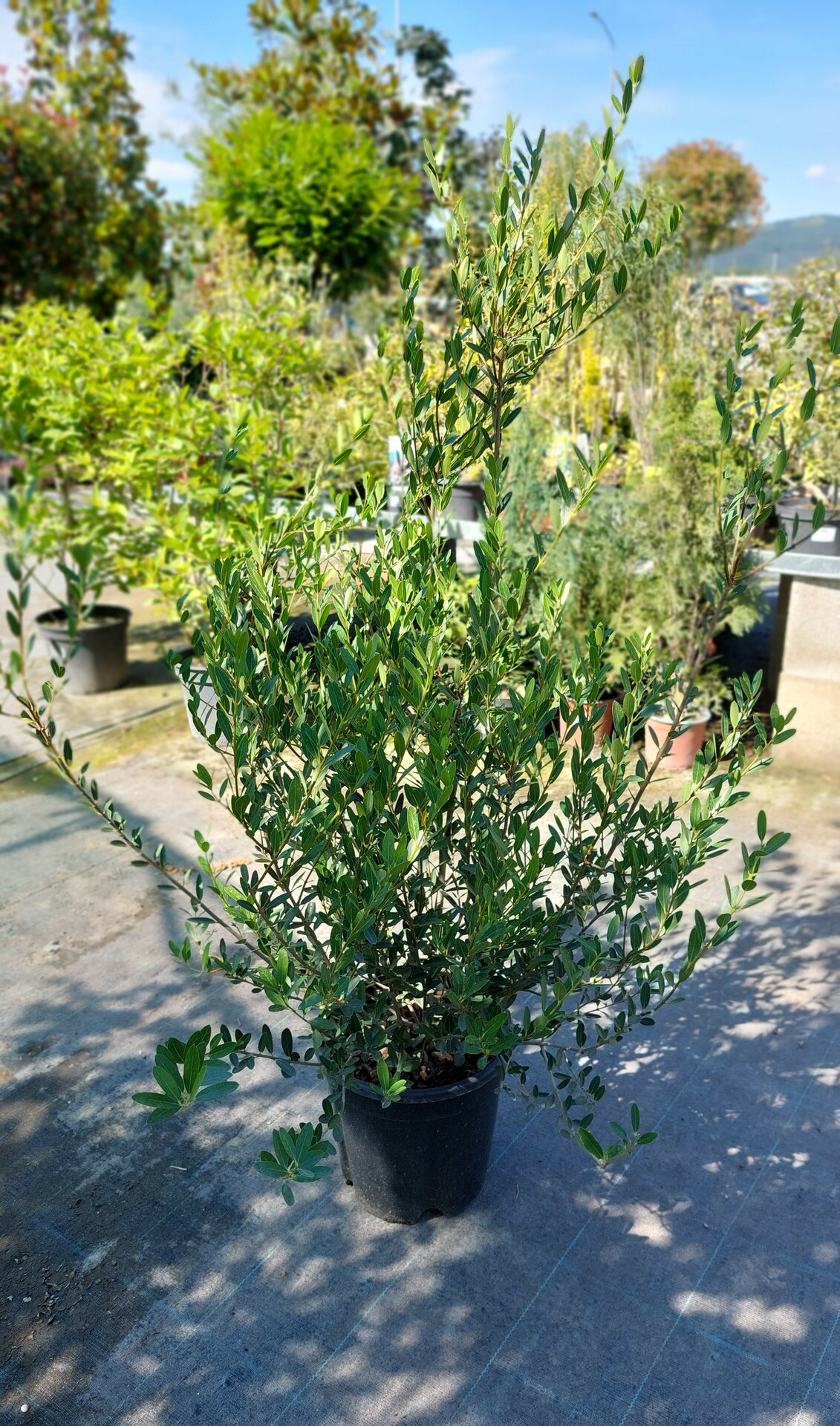 PHILLYREA ANGUSTIFOLIA