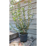 PHILLYREA ANGUSTIFOLIA