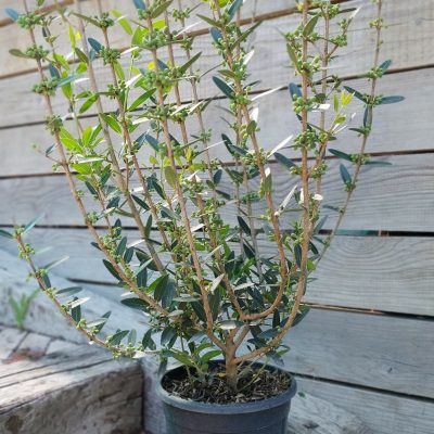 PHILLYREA ANGUSTIFOLIA
