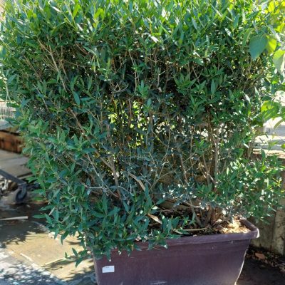 PHILLYREA ANGUSTIFOLIA