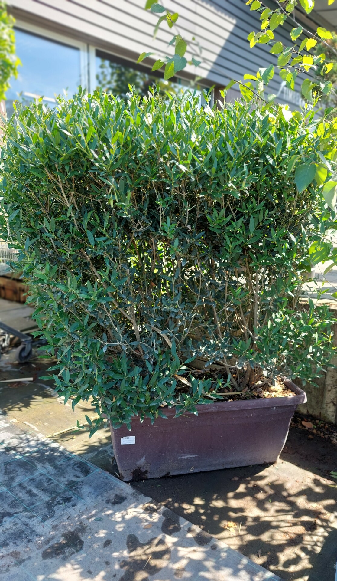 PHILLYREA ANGUSTIFOLIA