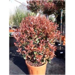 PHOTINIA x FRASERI ´LITTLE RED ROBIN´