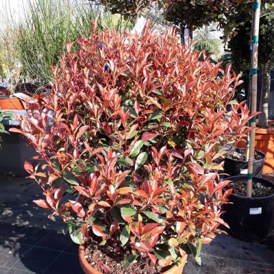PHOTINIA x FRASERI ´LITTLE RED ROBIN´
