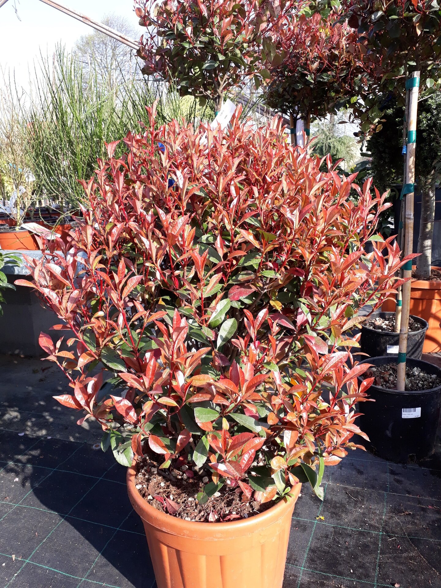 PHOTINIA x FRASERI ´LITTLE RED ROBIN´