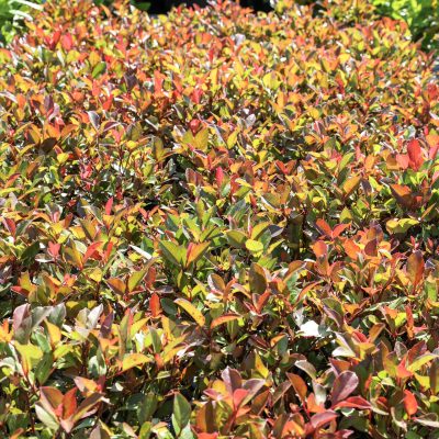 PHOTINIA x FRASERI ´LITTLE RED ROBIN´