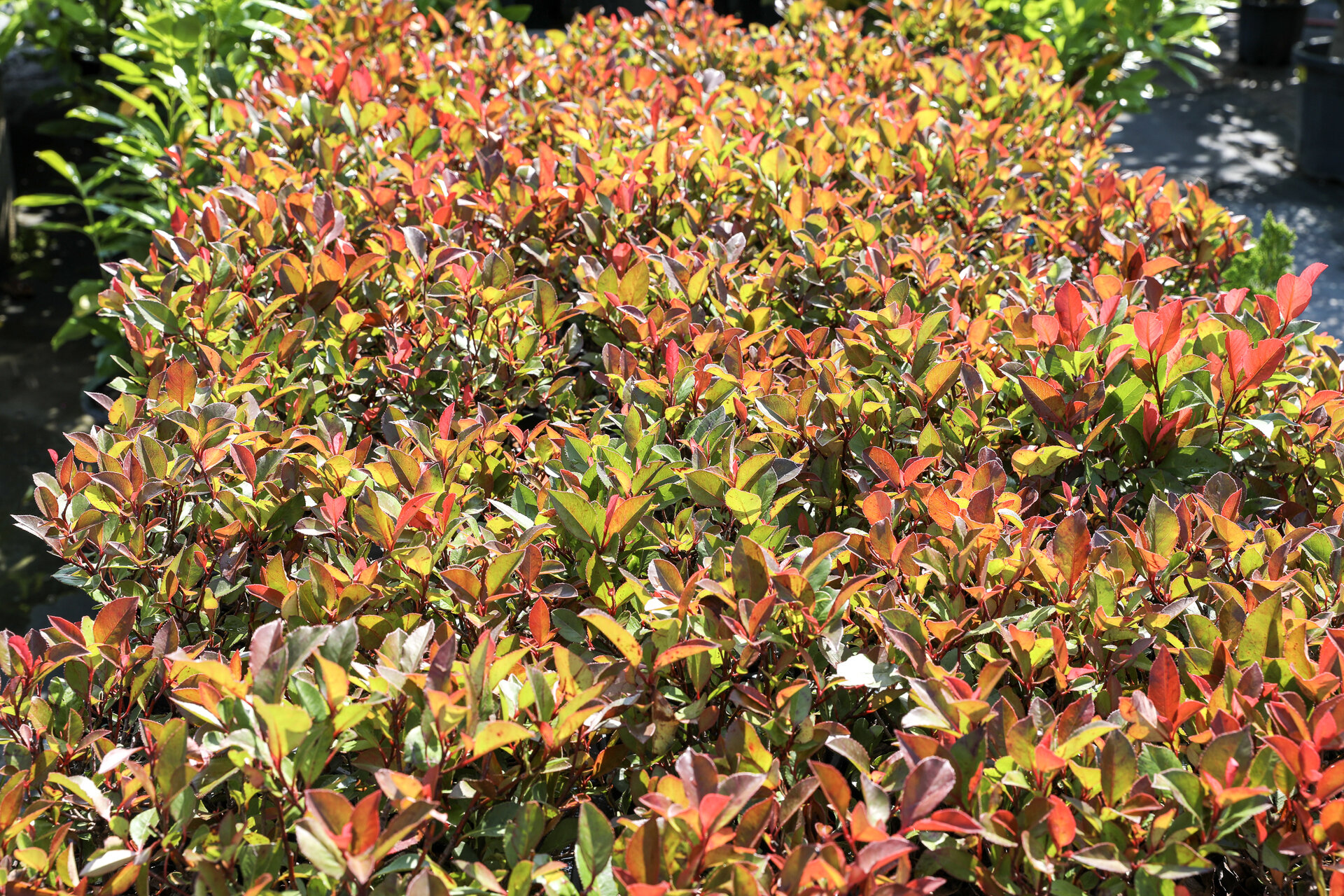 PHOTINIA x FRASERI ´LITTLE RED ROBIN´