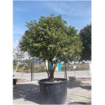Photinia x fraseri ´RED ROBIN´