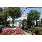 PHOTINIA x FRASERI ´RED ROBIN´