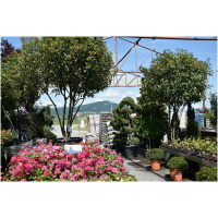 PHOTINIA x FRASERI ´RED ROBIN´