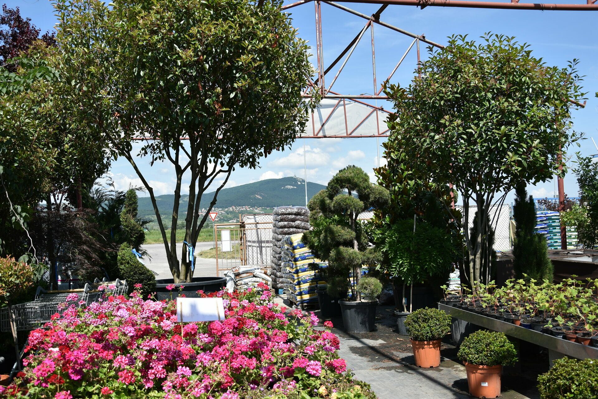 PHOTINIA x FRASERI ´RED ROBIN´