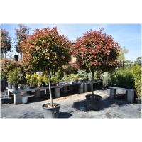 PHOTINIA x FRASERI ´RED ROBIN´