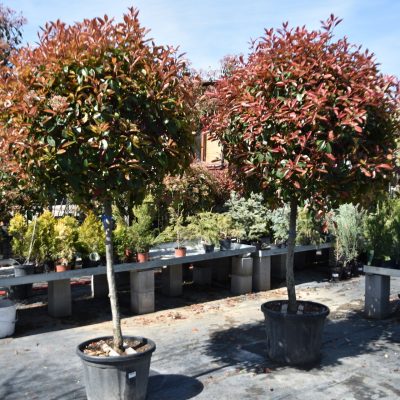 PHOTINIA x FRASERI ´RED ROBIN´