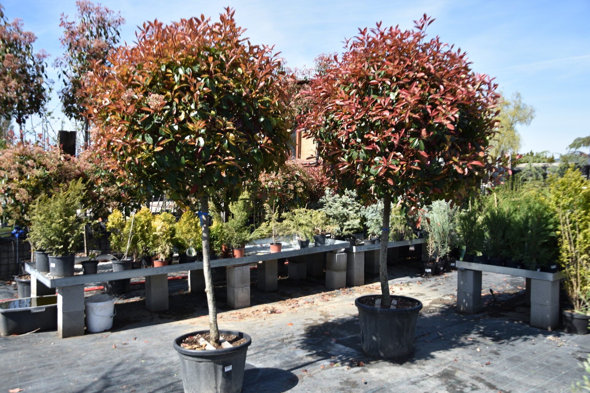 PHOTINIA x FRASERI ´RED ROBIN´