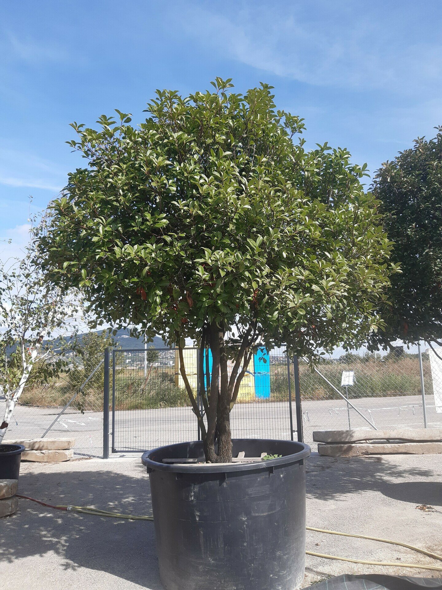 Photinia x fraseri ´RED ROBIN´
