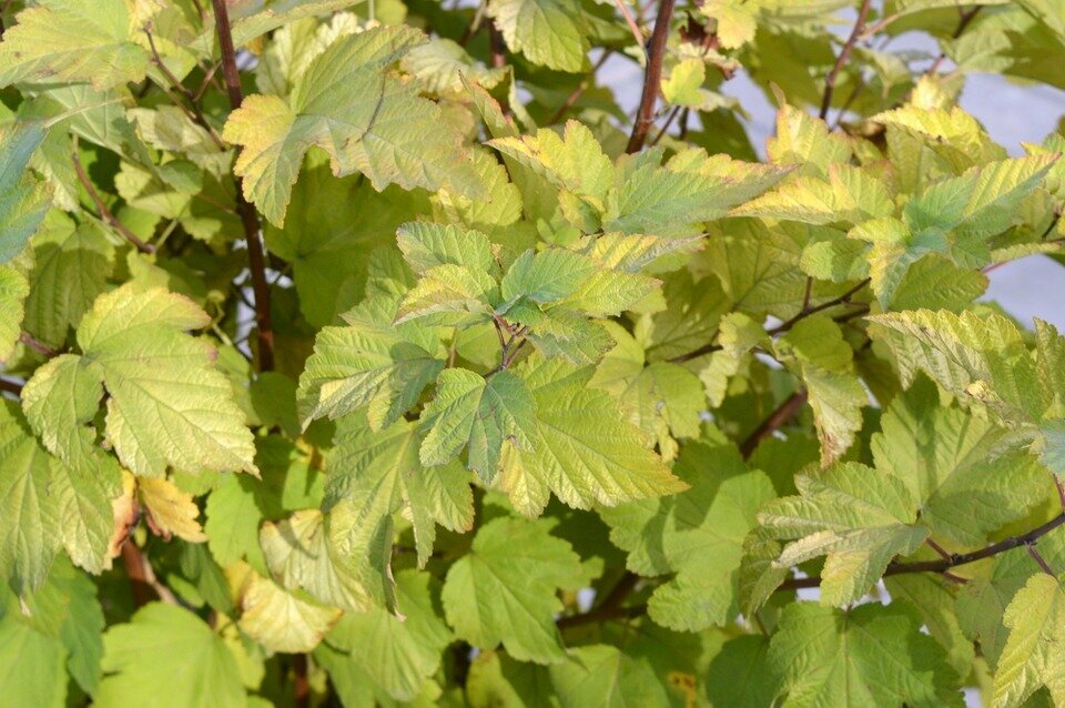 PHYSOCARPUS OPULIFOLIUS ´DART`S GOLD´