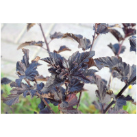 PHYSOCARPUS OPULIFOLIUS ´DIABOLO´