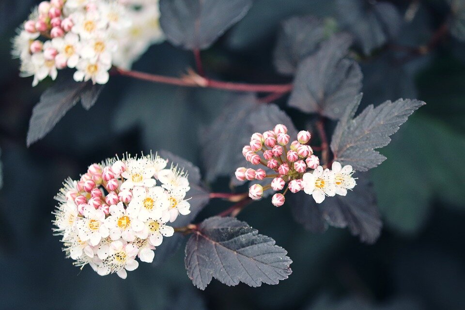 PHYSOCARPUS OPULIFOLIUS ´RED BARON´