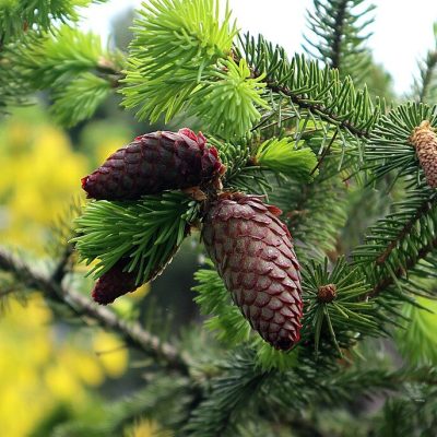 PICEA ABIES INVERSA ´PENDULA´