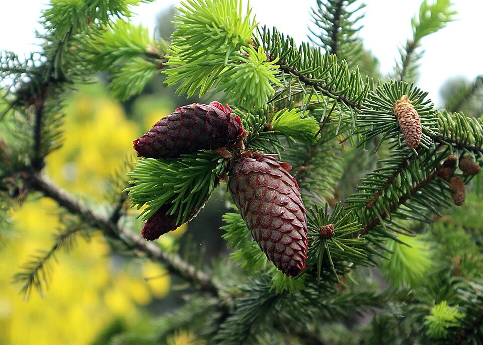 PICEA ABIES INVERSA ´PENDULA´
