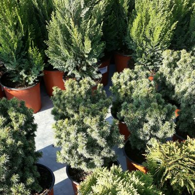 PICEA ABIES ´LITTLE GEM´ K2