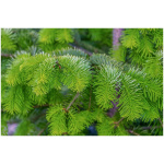 PICEA ABIES ´NIDIFORMIS´