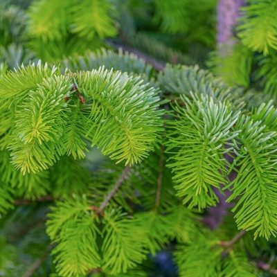 PICEA ABIES ´NIDIFORMIS´