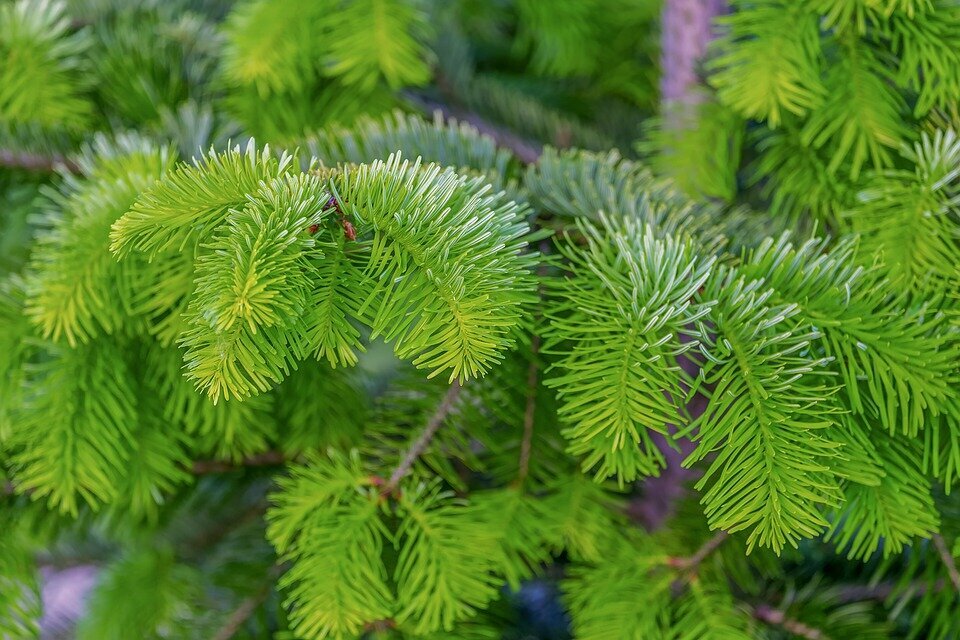 PICEA ABIES ´NIDIFORMIS´