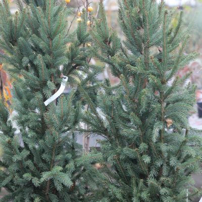 PICEA ABIES ´CUPRESSINA´