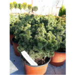 PICEA GLAUCA ´ALBERTA GLOBE´ 15/20
