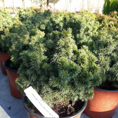 PICEA GLAUCA ´ALBERTA GLOBE´ 15/20