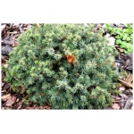 PICEA GLAUCA ´ECHINIFORMIS´