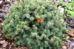 PICEA GLAUCA ´ECHINIFORMIS´
