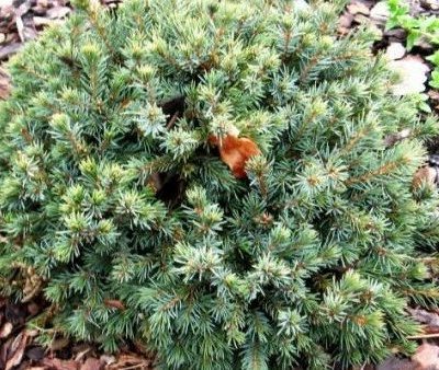 PICEA GLAUCA ´ECHINIFORMIS´
