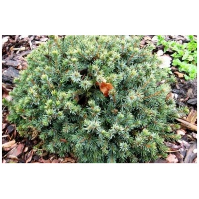 PICEA GLAUCA ´ECHINIFORMIS´