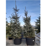 PICEA OMORICA 150/175