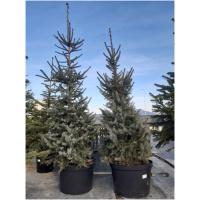 PICEA OMORICA 150/175